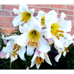 Lilium, Lily Regale Album - květinové cibulky / hlíza / kořen