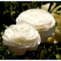 Ranunkelsläktet - vit - paket med 10 stycken - Ranunculus