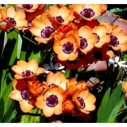 Sparaxis, Harlequin Flower Mix - 20 củ - Sparáxis