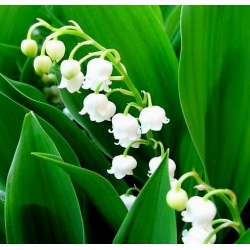 Gyöngyvirág - fehér - Convallaria majalis