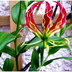 Gloriosa, Api Lily, Api Lily Rothschildiana - bebawang / umbi / akar
