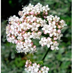 バレリアン種子 - バレリアナオフィシナリス -  280種子 - Valeriana officinalis - シーズ