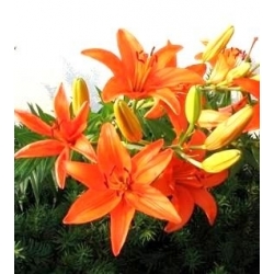 Lilium, Lily πορτοκαλί Pixie - βολβός / κόνδυλος / ρίζα