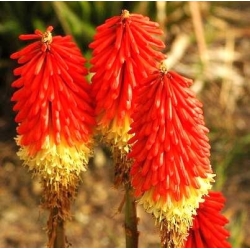Kniphofia, Red Hot Poker, Tritoma Red-Yellow