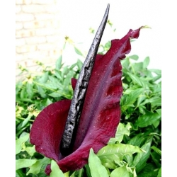 Lily naga - Dracunculus vulgaris; dracunculus biasa, aroma naga, arum hitam, lily voodoo, lily ular, lilin bau, naga hitam, lily hitam, naga, ragunan