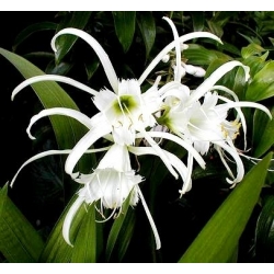 Ismene، Narcissus Festalis پرو - bulb / tuber / root