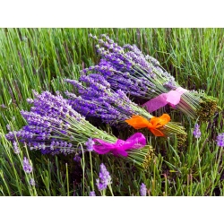 Lavender Hidcote seemned - Lavandula angustifolia - 200 seemnet - Lavendula vera