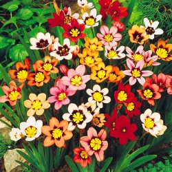 Sparaxis, Harlequin Flower Mix - 20 củ - Sparáxis