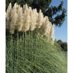 Біла пампаса трава - розсада - Cortaderia selloana