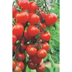 Paradicsom - Raspberry Red Hood - Lycopersicon esculentum Mill  - magok