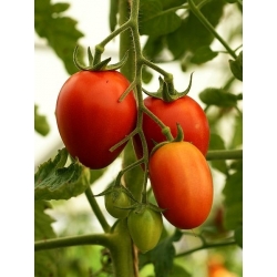 Tomate Kmicic  - Lycopersicon esculentum - 500 Samen