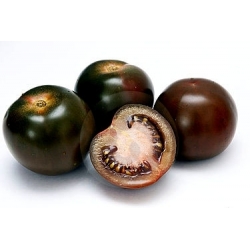 トマトブラックチェリーの種子 -  Lycopersicon esculentum  -  60種子 - Lycopersicon esculentum Mill  - シーズ