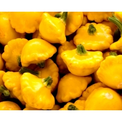 Κίτρινο Patty Pan Σπόροι σκουός - Cucurbita pepo - 28 σπόροι - Cucurbita pepo var. pattisonina ‘Orange'