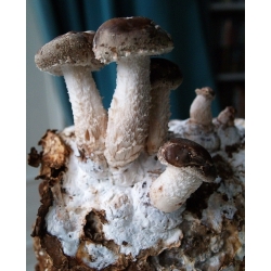 Shiitake - cendawan umur panjang; cendawan oak cendawan, cendawan hutan hitam, cendawan hitam, cendawan oak emas, cendawan oak - 20 palam mycelium - Lentinula edodes