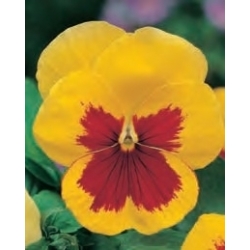 Pensamientos - Yellow Red Eye - amarillo - rojo - 320 semillas - Viola x wittrockiana