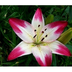 Lilium, Lily Pink & White - bulb / tuber / root