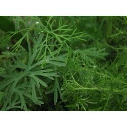 Vrtni koper Seme Szmaragd - Anethum graveolens - 2800 semen - Anethum graveolens L. - semena