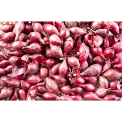 Spring onions Red Baron - 0,5 kg