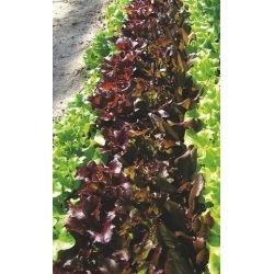 Oak Leaved Lettuce Biji Redin - Lactuta sativa - 900 biji - Lactuca Sativa L. var. capitata  - benih