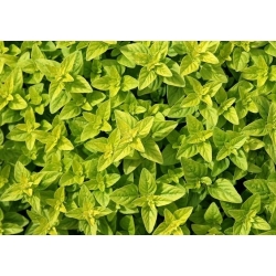 レモンバジルの種子 -  Ocimum basilicum citriodora  -  325種子 - Ocimum citriodorum - シーズ