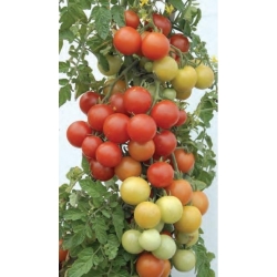 Tomate cerise – Temptation - 480 graines - Lycopersicon esculentum Mill