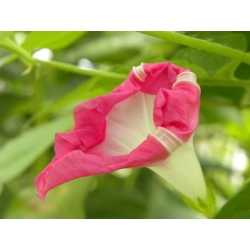 Morning Glory Raffles seeds - Ipomea imperialis - 80 seeds
