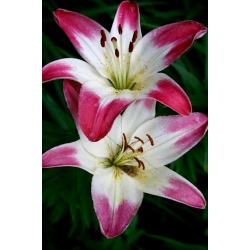 Lilium, Lily Pink & White - цибулина / бульба / корінь