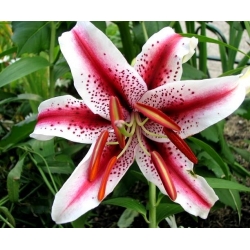 Lilium, Lily Dizzy - květinové cibulky / hlíza / kořen - Lilium Dizzy