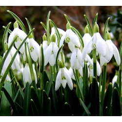 Baltoji snieguolė - pakuotėje yra 5 vnt - Galanthus nivalis