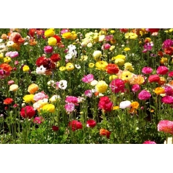 Pryskyřník, Buttercup Mix - 10 květinové cibule - Ranunculus