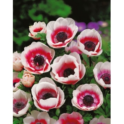 Anemone Bicolor - 8 květinové cibule