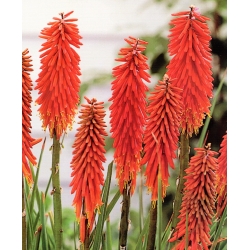 Kniphofia, Red Hot Poker, Tritoma Nancy Red - bola / umbi / root