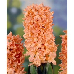 Hyacinthus Gipsy Queen - Hyacinth Gipsy Queen - 3 củ