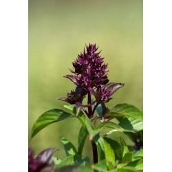 タイバジルサイアム女王の種 - 最大バジル -  900種子 - Ocimum basilicum ‘Siam Queen'  - シーズ