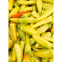 Pimento - Hungarian yellow wax hot - 70 sementes - Capsicum L.