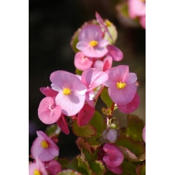Pink Wax Begonia sėklos - Begonia semperflorens - 1200 sėklų