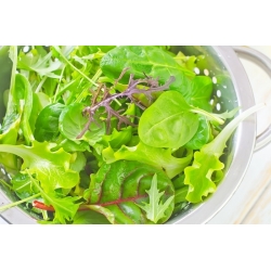 Mélange de graines de légumes à feuilles - Fitness Mix  