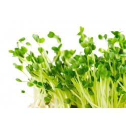 Arugula Sprouts - Eruca vesicaria - semințe