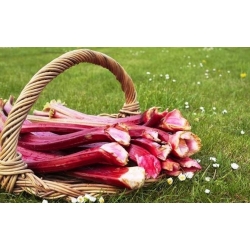 Rheum, Rhubarb Виктория - луковица / грудка / корен - Rheum rhabarbarum