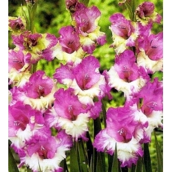 Gladiolus, Gladiole, Schwertblume Maggie - 5 Zwiebeln