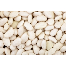 Kerdil Biji Igolomska Bean Perancis - Phaseolus vulgaris - 100 biji - Phaseolus vulgaris L. - benih