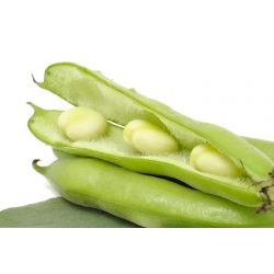 Biji Bean Broadek yang luas - Vicia faba - Vicia faba L. - benih