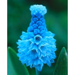 Muscari azureum – Himmelblaue Traubenhyazinthe - 10 Zwiebeln