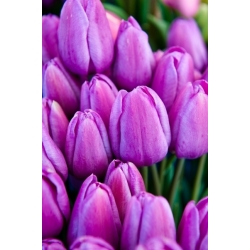 سحر و جادو گل لاله لاله - 5 عدد - Tulipa Magic Lavender