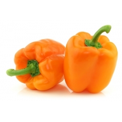 Sweet Pepper Semințe Etiuda - Capsicum annuum - 75 semințe - Capsicum L.