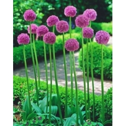 Allium His Excellency - bulb / tuber / root
