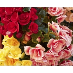 Begonia Large Flowered Double Mix - 2 bulbs