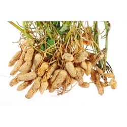 Biji kacang - Arachis hypogea - 5 biji - Arachis hypogaea - benih