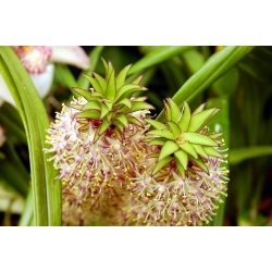 Eucomis bicolor - ananasová lilie - 2 ks