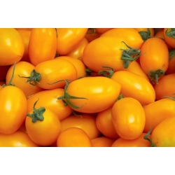 Tomate cherry - Ildi - amarillo - 80 semillas - Lycopersicon esculentum Mill